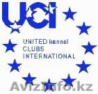 Петропавловск Официальный представитель в Казахстане Международной  Общественной - Изображение #1, Объявление #750007