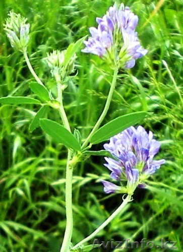 Продам люцерну сорт Шортандинская. 900 тг за 1 кг - Изображение #1, Объявление #777751