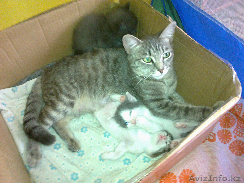 отдам котят в хорошие  руки! - Изображение #1, Объявление #767118