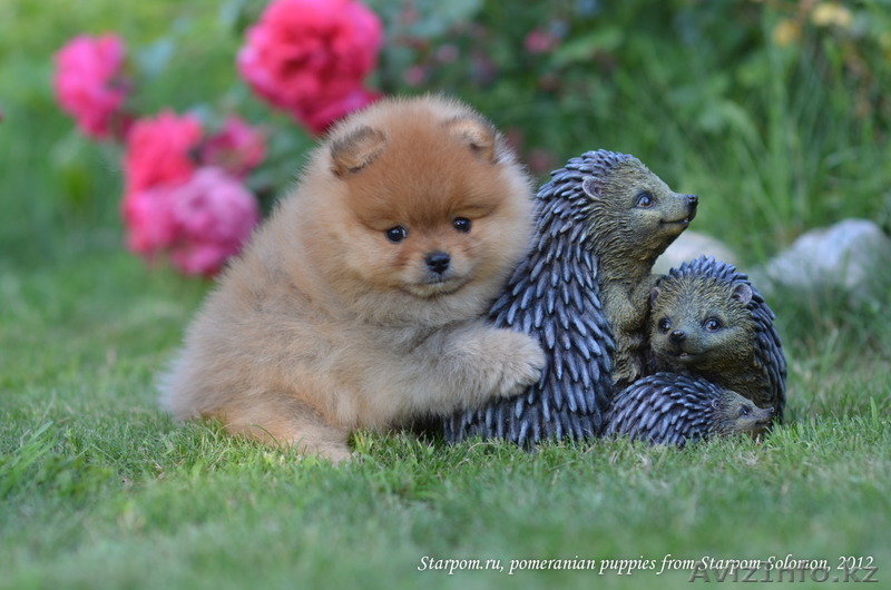 Гламурная собачка для состоятельных леди! - Изображение #1, Объявление #775993