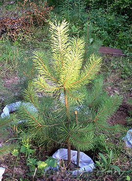 Плодово - декоративные деревья  - Изображение #1, Объявление #774135