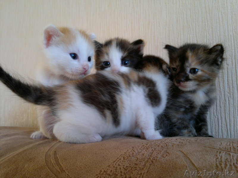 Отдам очаровательных котят  - Изображение #1, Объявление #781407