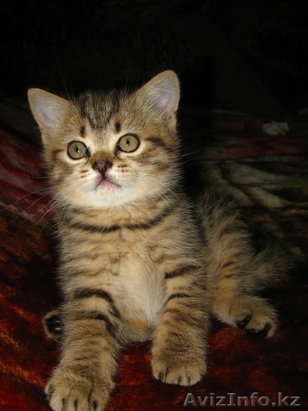  шотландские котята для вашей семьи - Изображение #1, Объявление #789070