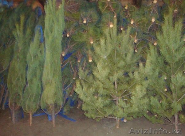 Продам ЕЛКИ в АСТАНЕ!оптом и в розницу! НЕДОРОГО!  - Изображение #1, Объявление #805231