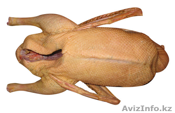 Продам гусей оптом - Изображение #1, Объявление #809064