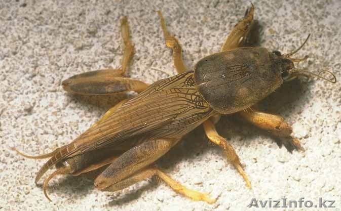 Продаю медведки для эффективного лечения туберкулеза. - Изображение #1, Объявление #807568