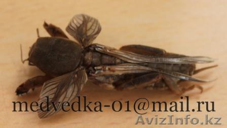 Продам цельную сушеную медведку - Изображение #1, Объявление #846650