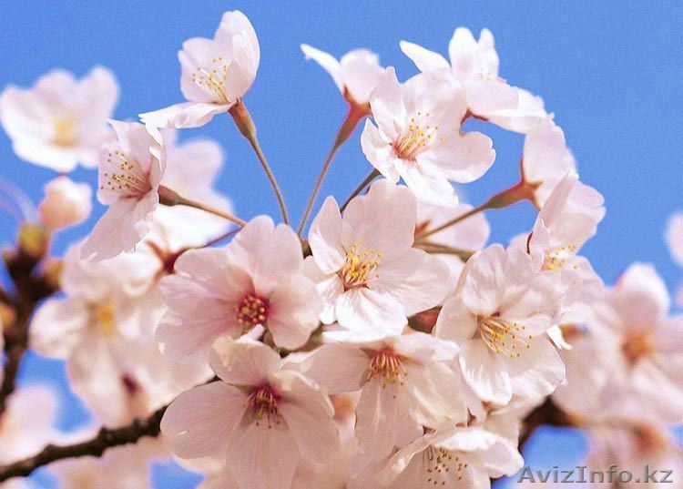 Аккуратно обои, закатка, малярша 78 31 79          - Изображение #1, Объявление #860887