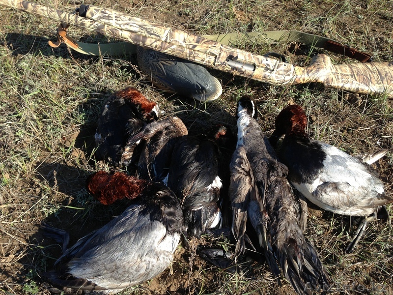 ружье охотничье Италия - Изображение #1, Объявление #893994