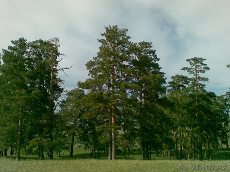 Продам участок земли в лесу. в Астане, в Акколе - Изображение #1, Объявление #918663