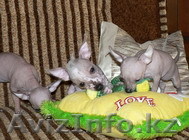 Щенки мексиканской голой собаки мини. - Изображение #1, Объявление #908766