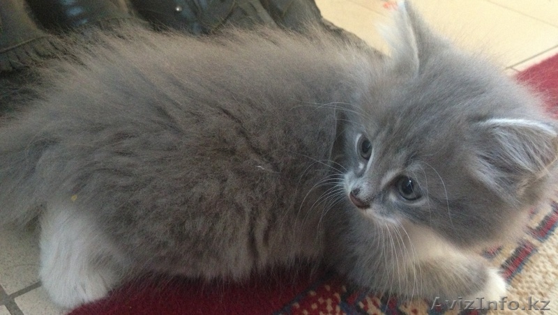 Отдам в надежные руки котят - Изображение #1, Объявление #934841