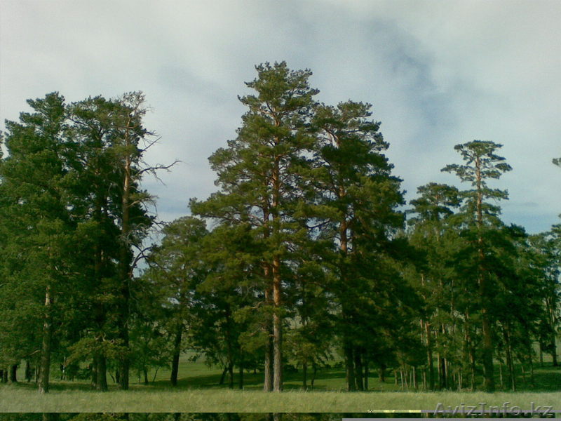 СРОЧНО! Продам участок земли в лесу в охотничьем хозяйстве! - Изображение #1, Объявление #923966