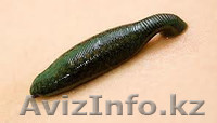 пиявка медицинская - Изображение #1, Объявление #988868