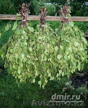 ВЕНИКИ БЕРЕЗОВЫЕ. ДУБОВЫЕ ДЛЯ БАНИ - Изображение #1, Объявление #1007021