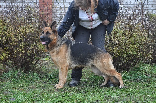 Астрахань щенки немецкой овчарки - Изображение #1, Объявление #1016925