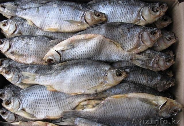 Дешево. Вобла крупная, жирная вяленная в Астане - Изображение #1, Объявление #1024147