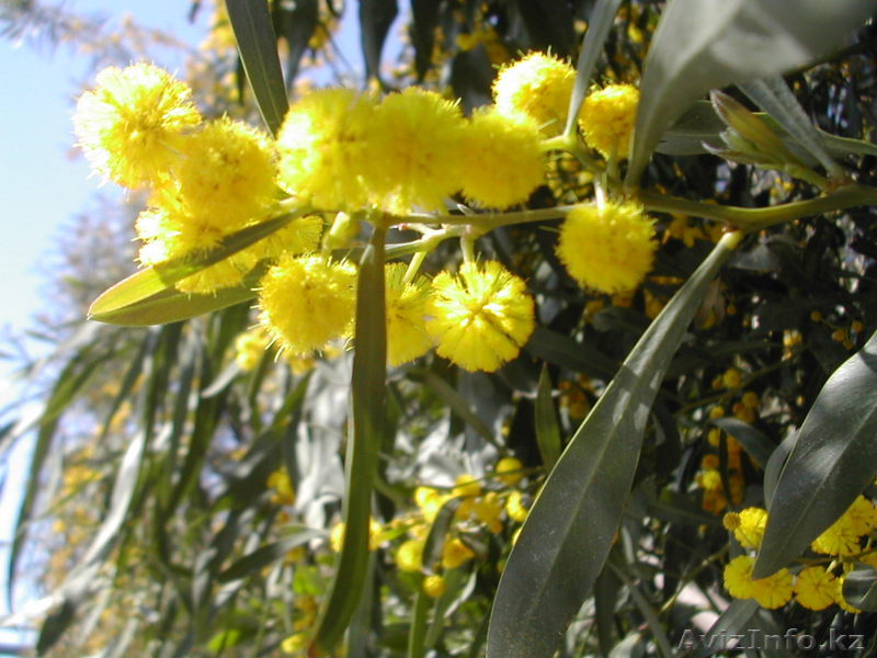 Дегустация вина  на Сицилии, отдых и гид по Сицилии - Изображение #1, Объявление #1028440