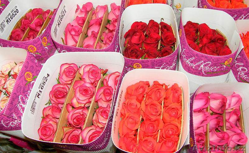 Розы оптом от 300тг  - Изображение #1, Объявление #1039878