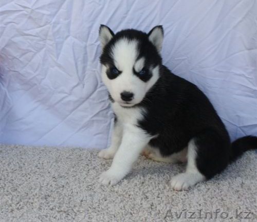 Сибирский хаски щенки - Изображение #1, Объявление #1058208