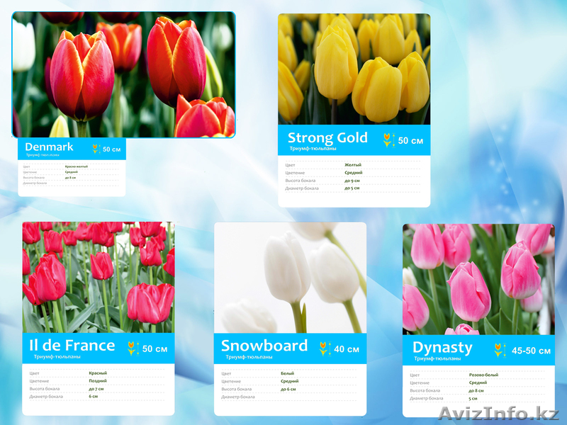 Тюльпаны к 8 марта - Изображение #1, Объявление #1050093