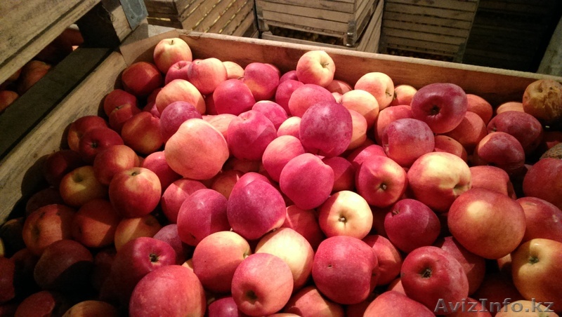 продаю яблоки айдаред ,флорина, симиренко - Изображение #1, Объявление #1060177