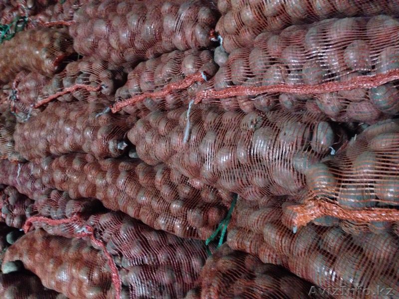 Картошка на семена - Изображение #1, Объявление #1078430