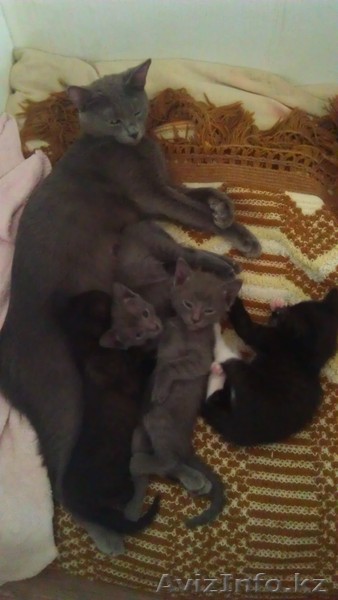 Отдам котят(даром) - Изображение #1, Объявление #1089272