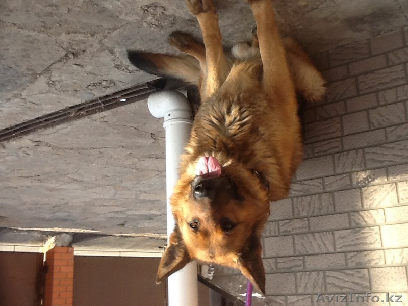 Немецкая овчарка кобель случка - Изображение #1, Объявление #1084589