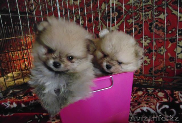 Померанский шпиц Девочка и мальчик - Изображение #1, Объявление #1117965