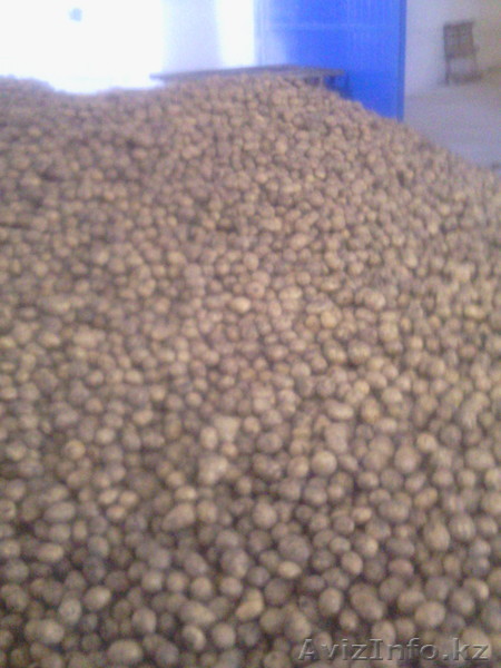 морковь, капуста, свекла - Изображение #1, Объявление #1144875