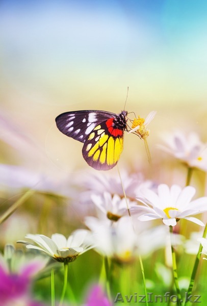 Мэри поппинс приглашает - Изображение #1, Объявление #1160144