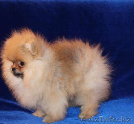 померанского шпица Мальчик и девочка-мишки - Изображение #1, Объявление #1179985