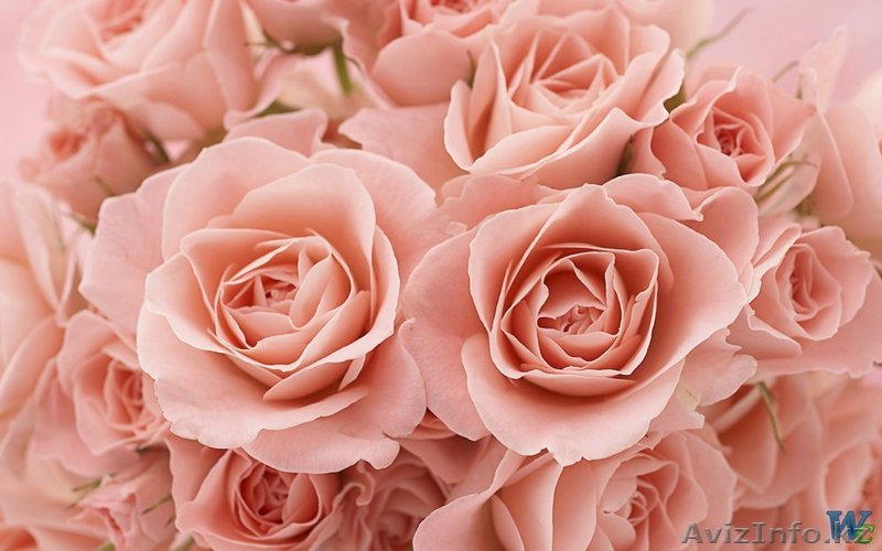 Свежесрезанные розы в Астане - Изображение #1, Объявление #1176095