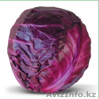 Семена Китано. Краснокочанная капуста KIOTO F1 / Киото - Изображение #1, Объявление #1187831