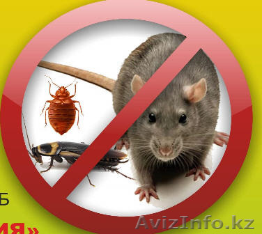 Уничтожение клопов - Изображение #1, Объявление #1227611