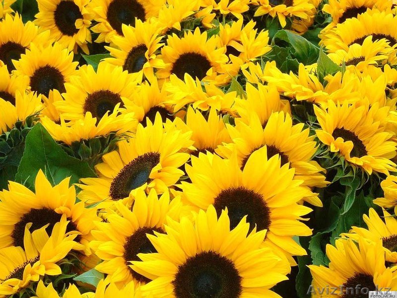 Срочно продам подсолнечник - Изображение #1, Объявление #1229114