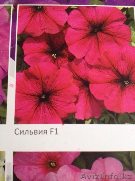 Продам красивые петунии - Изображение #1, Объявление #1252474