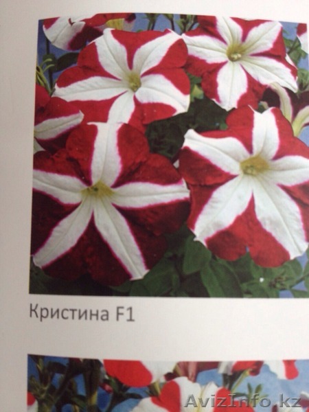 Чешские и Канадские петунии - Изображение #1, Объявление #1252473
