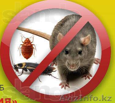 Дезинфекция и дератизация квартир и офисов. Недорого - Изображение #1, Объявление #1268645