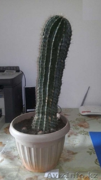 Продам или обменяю кактус 13 лет! - Изображение #1, Объявление #1258614