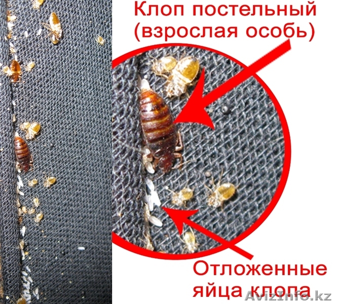 Клопы Клопы Клопы Клопы Уничтожение  - Изображение #1, Объявление #1266334