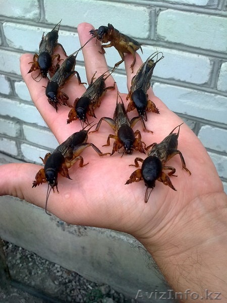 Продам медведки от туберкулеза,бронхита, пневмонии. - Изображение #1, Объявление #1277353