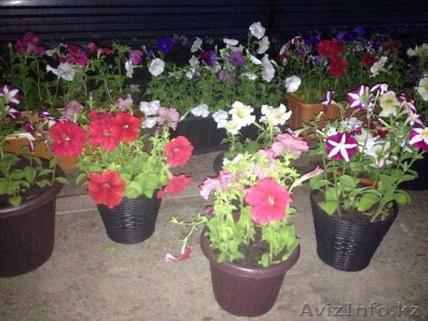 Оформление горшков, вазонов петуниями - Изображение #1, Объявление #1283914