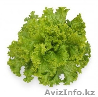 Семена Китано. Предлагаем купить семена салата KS 129 F1 - Изображение #1, Объявление #1302791