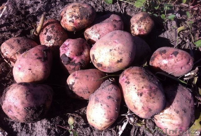 Картофель нового урожая 2015 г - Изображение #1, Объявление #1301292