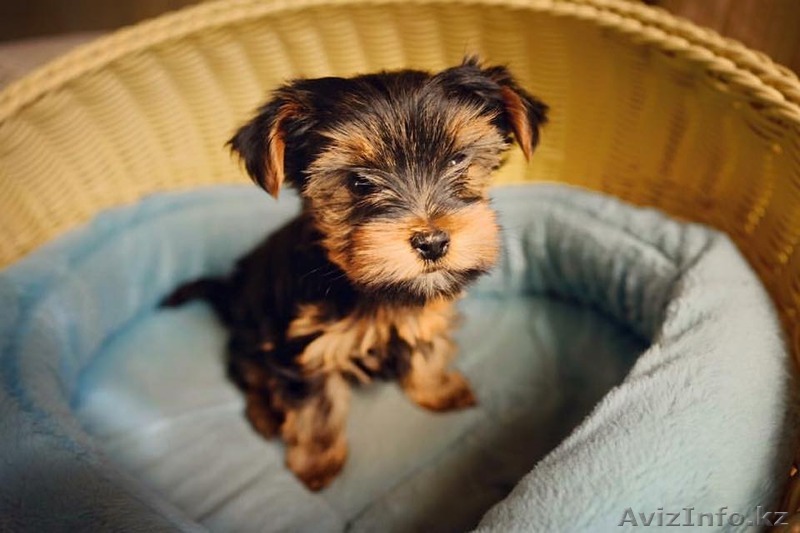 Продам милейшего щенка йоркширского терьера - Изображение #1, Объявление #1314069
