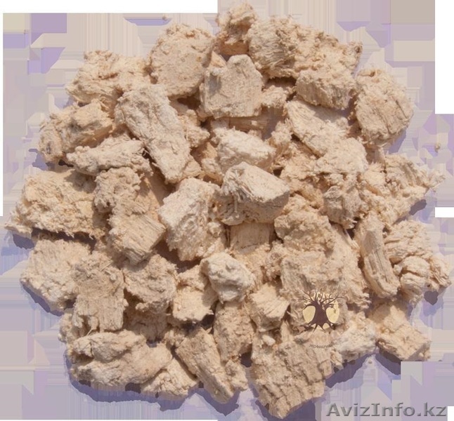 Агарикус Лиственничная губка гриб агарик - Изображение #1, Объявление #1315367