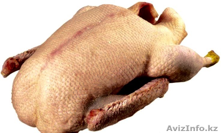 Деревенские высококачественные гуси оптом от производителя, без ГМО, любой объём - Изображение #1, Объявление #1329224