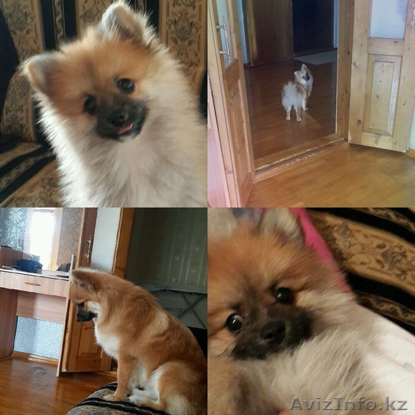 Срочно продампомеранскогошпица. - Изображение #1, Объявление #1326854